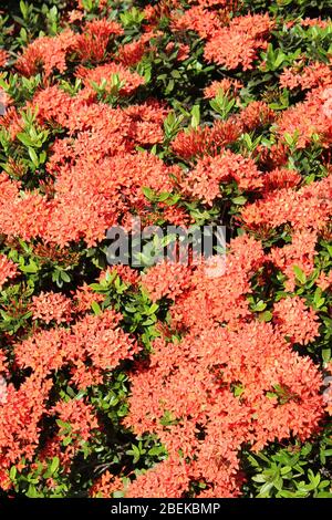 Flamme des Waldes Ixora coccinea Stockfoto