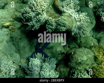 Unterwasseraufnahme von hellen und bunten Korallenriff mit Fischen schwimmen vorbei und leuchtend blauen Seesternen auf den unteren Felsen angesiedelt. Stockfoto