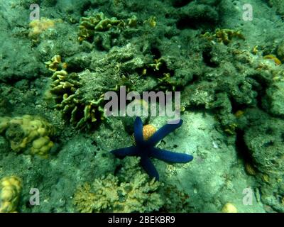 Unterwasser Korallenriff mit einer Vielzahl von schönen Exemplaren und großen blauen Seesternen in den warmen Gewässern des Südpazifiks gesehen. Stockfoto