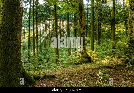 Italien Naturpark Kalabrien Le Serre - Bosco Archiforo Stockfoto