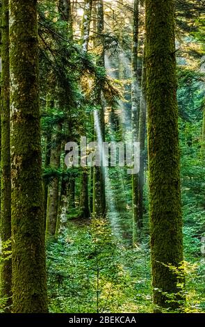 Italien Naturpark Kalabrien Le Serre - Bosco Archiforo Stockfoto