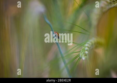 Nahaufnahme von kriechenden Marienkäfer auf einer Gerste auf dem Feld im Sommer Stockfoto