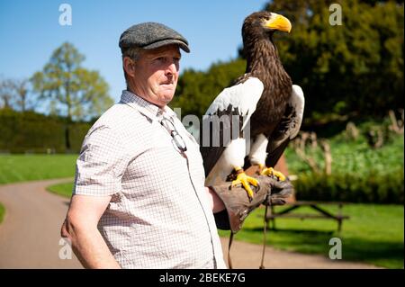 Der Kopffalkner Chris O'Donnell übt einen Steller's Sea Eagle im Warwick Castle, Warwick, der Heimat der größten Greifvogelshow Großbritanniens. Die Vögel des Schlosses können ihre regelmäßigen Ausstellungen nicht geben, da Großbritannien weiterhin gesperrt ist, um die Ausbreitung des Coronavirus zu verhindern. Stockfoto