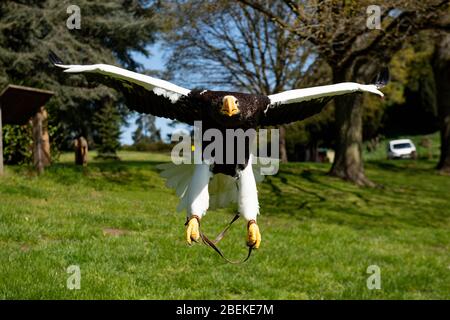 Der Kopffalkner Chris O'Donnell übt einen Steller's Sea Eagle im Warwick Castle, Warwick, der Heimat der größten Greifvogelshow Großbritanniens. Die Vögel des Schlosses können ihre regelmäßigen Ausstellungen nicht geben, da Großbritannien weiterhin gesperrt ist, um die Ausbreitung des Coronavirus zu verhindern. Stockfoto