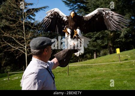 Der Kopffalkner Chris O'Donnell übt einen Steller's Sea Eagle im Warwick Castle, Warwick, der Heimat der größten Greifvogelshow Großbritanniens. Die Vögel des Schlosses können ihre regelmäßigen Ausstellungen nicht geben, da Großbritannien weiterhin gesperrt ist, um die Ausbreitung des Coronavirus zu verhindern. Stockfoto