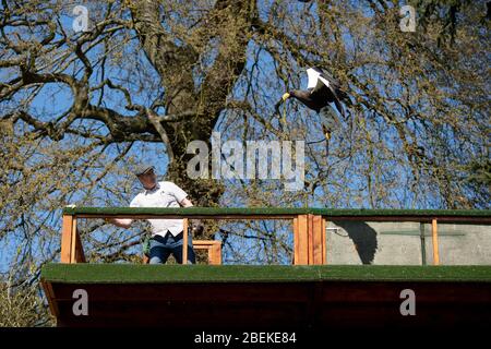 Der Kopffalkner Chris O'Donnell übt einen Steller's Sea Eagle im Warwick Castle, Warwick, der Heimat der größten Greifvogelshow Großbritanniens. Die Vögel des Schlosses können ihre regelmäßigen Ausstellungen nicht geben, da Großbritannien weiterhin gesperrt ist, um die Ausbreitung des Coronavirus zu verhindern. Stockfoto