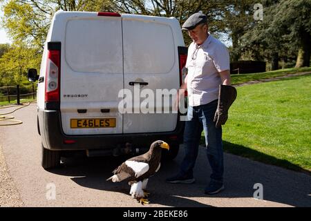 Der Kopffalkner Chris O'Donnell übt einen Steller's Sea Eagle im Warwick Castle, Warwick, der Heimat der größten Greifvogelshow Großbritanniens. Die Vögel des Schlosses können ihre regelmäßigen Ausstellungen nicht geben, da Großbritannien weiterhin gesperrt ist, um die Ausbreitung des Coronavirus zu verhindern. Stockfoto