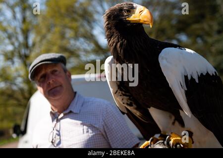 Der Kopffalkner Chris O'Donnell übt einen Steller's Sea Eagle im Warwick Castle, Warwick, der Heimat der größten Greifvogelshow Großbritanniens. Die Vögel des Schlosses können ihre regelmäßigen Ausstellungen nicht geben, da Großbritannien weiterhin gesperrt ist, um die Ausbreitung des Coronavirus zu verhindern. Stockfoto