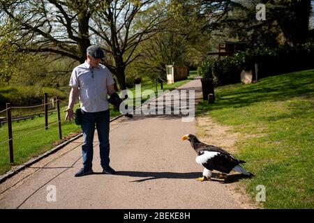 Der Kopffalkner Chris O'Donnell übt einen Steller's Sea Eagle im Warwick Castle, Warwick, der Heimat der größten Greifvogelshow Großbritanniens. Die Vögel des Schlosses können ihre regelmäßigen Ausstellungen nicht geben, da Großbritannien weiterhin gesperrt ist, um die Ausbreitung des Coronavirus zu verhindern. Stockfoto