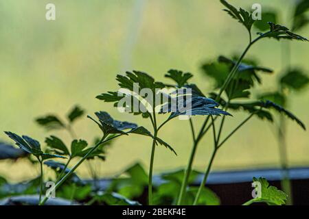 Korianderblätter in der Küche Stockfoto