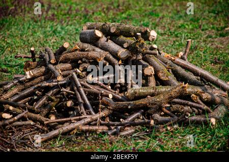 Gartenarbeit. Saisonaler Rückschnitt von Obstbäumen. Abgeschnittene Äste liegen auf grünem Gras Stockfoto