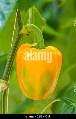 Reife orangefarbene Paprika in einem Gewächshaus Stockfoto