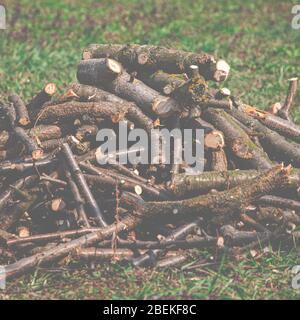 Gartenarbeit. Saisonaler Rückschnitt von Obstbäumen. Abgeschnittene Äste liegen auf grünem Gras Stockfoto