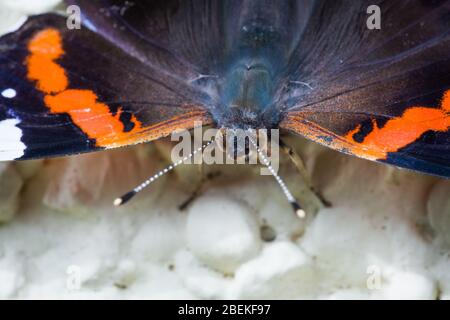 Makro Frühling rot Admiral orange und schwarz Schmetterling in der Natur Stockfoto