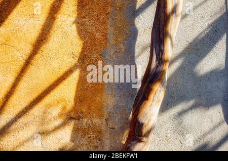 Baumstamm und Schatten gegen eine verwitterte Betonwand. Konzept der Umweltzerstörung. Stockfoto