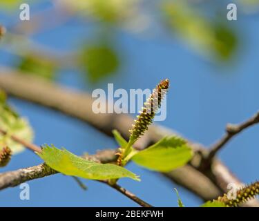 Alnus Alder Catkin Stockfoto