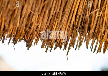 Strohdach Stockfoto