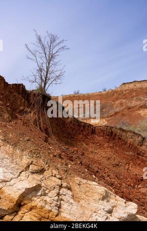 Einsamer Baum am Rande einer Muschelfelsen. Typische Küstenlinie des nördlichen Teils der Schwarzmeerküste mit Erdrutschprozessen. Geologische Strue Stockfoto