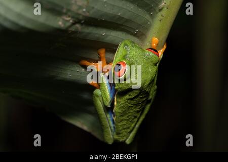 Nachtfotografie eines roteäugigen Baumfrosches oder Blattfrosches oder Gaudy Blattfrosch (Agalychnis callidryas), der auf einem Stamm einer tropischen Pflanze posiert. Costa Rica. Stockfoto