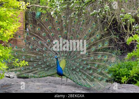 Pfau breitet seine schönen bunten Flügel aus Stockfoto