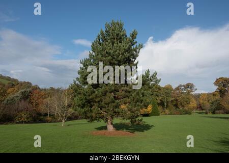 Grünes Laub der österreichischen Kiefer oder Schwarzkiefer (Pinus nigra) mit einem Wolkig Blue Sky Hintergrund in einem Garten Stockfoto