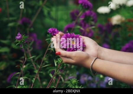 Weibliche Hände, die eine lila Blume halten. Lila Aster Stockfoto