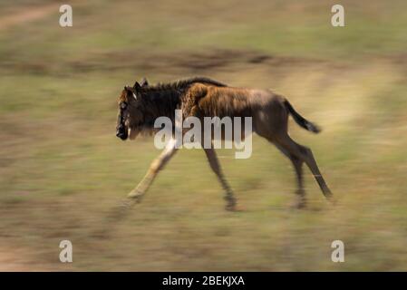 Langsame Pfanne von galoppierenden blauen Gnus Kalb Stockfoto