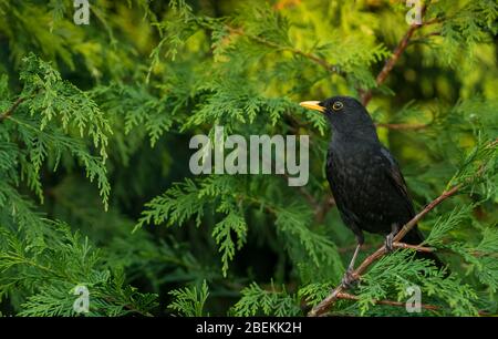 Blackbird, (wissenschaftlicher Name: Turdus merula) warmer Amsel, nach links gerichtet und in einem Nadelbaum. Querformat. Platz für Kopie. Stockfoto