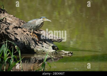 Der Reiher steht auf einem Holzstamm am Fluss Stockfoto