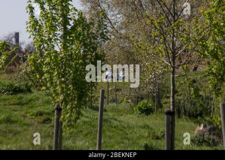 Mabley Green, London, Großbritannien. April 2020. Die Öffentlichkeit kann in Mabley Green, Hackney Wick, in East London gesehen werden; tägliche Übungen, Skateboarding und Walking. Die Öffentlichkeit sollte zu Hause bleiben, nur notwendige Reisen und tägliche Bewegung sind erlaubt; wegen des Coronavirus-Ausbruchs. Quelle: Marcin Nowak/Alamy Live News Stockfoto