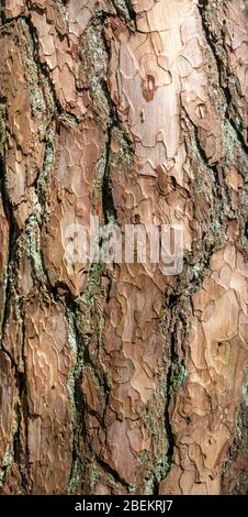 Kiefernholz Bark aus der Nähe Stockfoto