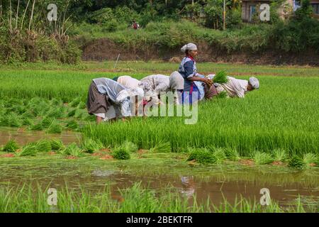 Arbeiterinnen arbeiten auf dem Reisfeld Felder in Kerala, Südindien, Indien, Asien, Landwirtschaft in Indien, Kerala, Reisanbau, pradeep Subramanian Stockfoto