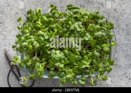 Keimling Rettich Samen Microgreens in Box auf grauem Tisch. Saatgutgeraet zu Hause. Blick von oben. Konzept Vegane und gesunde Ernährung. Wachsen von Sprossen. Stockfoto