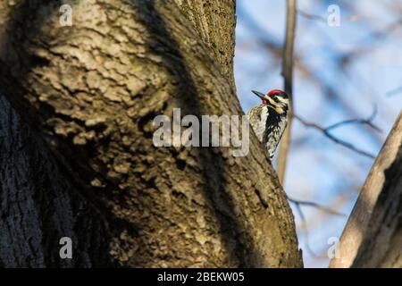 Gelbbbbäuchiger Sprössling (Sphyrapicus varius) Stockfoto