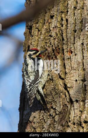 Gelbbbbäuchiger Sprössling (Sphyrapicus varius) Stockfoto