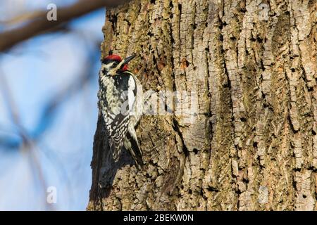 Gelbbbbäuchiger Sprössling (Sphyrapicus varius) Stockfoto