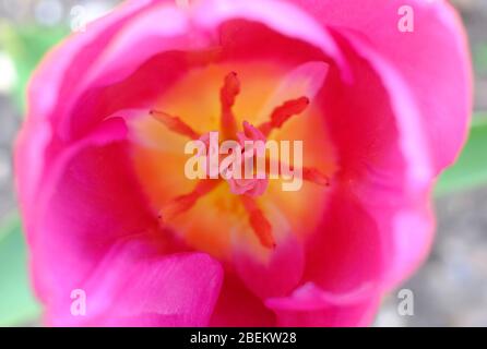 Nahaufnahme von roten Tulpen Blütenblätter Stockfoto