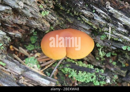 Gymnopilus penetrans, bekannt als gemeinsame Rustgill, Pilze aus Finnland Stockfoto