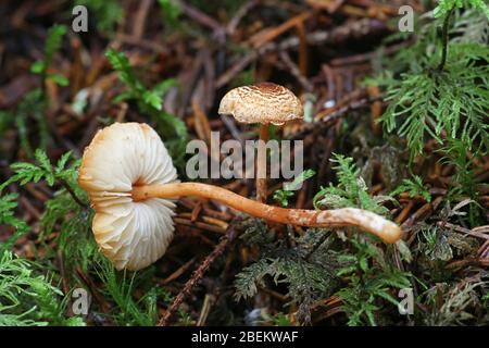 Lepiota castanea, allgemein bekannt als Kastaniendapperling, ein giftiger Pilz aus Finnland Stockfoto