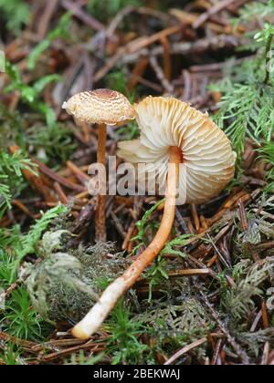 Lepiota castanea, allgemein bekannt als Kastaniendapperling, ein giftiger Pilz aus Finnland Stockfoto