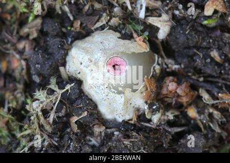 Mutinus ravenelii, bekannt als der rote Stinkhorn Pilz, Ei des Stinkhorns aus Finnland Stockfoto