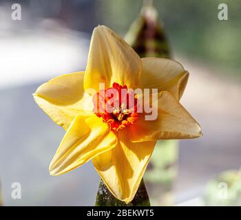 Narzisse Stockfoto