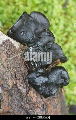 Exidia truncata, als Schwarze Hexen Butter oder Marmelade Tropfen, wilde Pilze leben auf Eiche aus Finnland bekannt Stockfoto