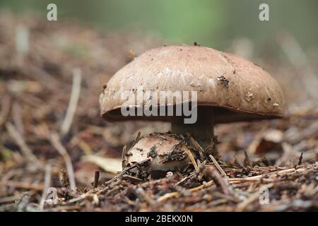 Agaricus silvaticus (Agaricus sylvaticus), bekannt als schuppiger Holzpilz, erröter Holzpilz oder Pinienhain Stockfoto