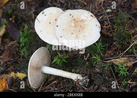 Hebeloma crustuliniforme, bekannt als Giftkuchen oder Giftpilze, giftige Pilze aus Finnland Stockfoto