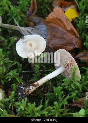 Hebeloma crustuliniforme, bekannt als Gift kreis- oder poisonpie, wilde giftige Pilze aus Finnland Stockfoto