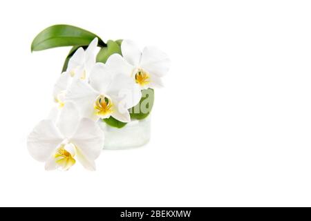 Weiße Orchideenblume in einem Glastopf isoliert auf weiß. Stockfoto