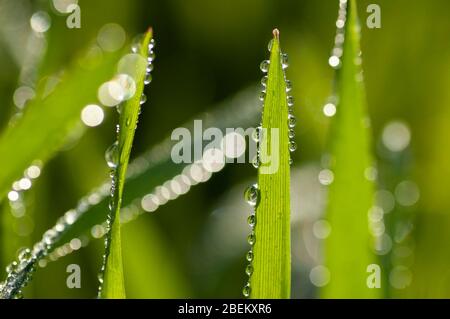 Frisches grünes Gras mit Tau-Tropfen auf den Klingen gegen ein cremiges Bokeh von Wassertropfen im Morgenlicht. Nahaufnahme, unscharfer Hintergrund. Stockfoto