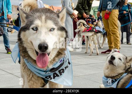 Breslau, Polen - 8. September 2019: Hundeparade Hau sind Sie? Wunderschöne Husky Hunde mit blauen Augen und blauen Bändern. Stockfoto