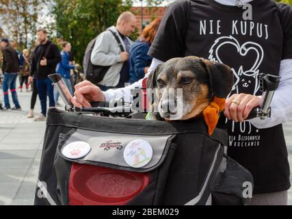 Breslau, Polen - 8. September 2019: Hundeparade Hau sind Sie? Mongrel Hund sitzt im speziellen Fahrradkorb vor dem Besitzer. Stockfoto